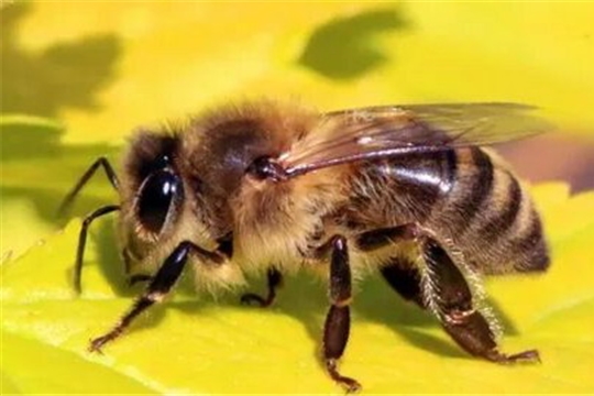 Рекомендации по профилактике заболеваний пчёл