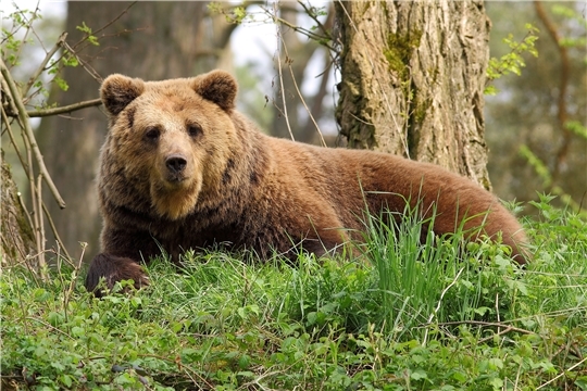 В Чувашии проведен учёт численности бурого медведя