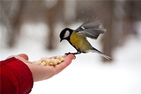 Кормите, люди, птиц зимой – и звонче будет мир весной!