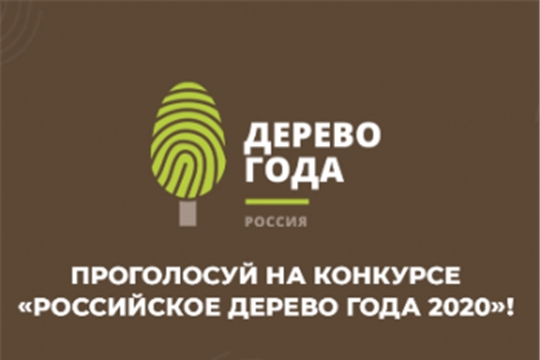 Приглашаем принять участие в голосовании «Российское дерево года 2020»