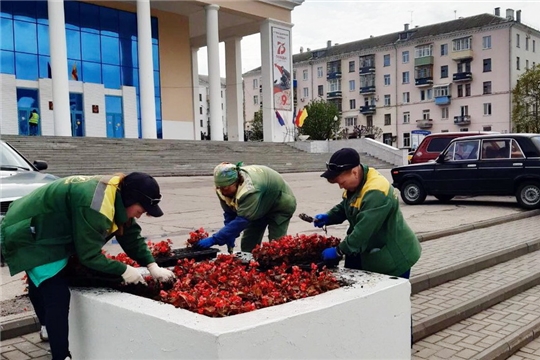 На 111 чебоксарских клумбах будут высажены цветы до Дня Республики