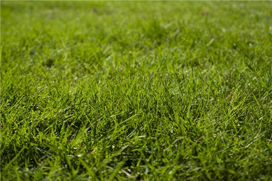 В столице Чувашии организована работа по покосу травы