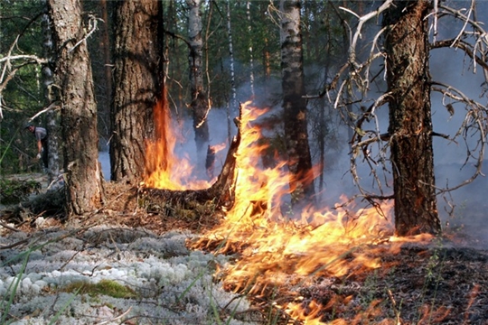 Меры безопасности и правила поведения в лесу