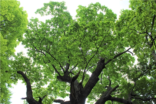 Чувашский дуб может стать главным деревом России