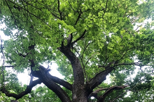 Российским деревом года может стать 369-летний дуб из Чувашии