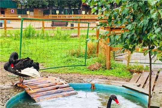 В Чебоксарах в зооуголке «Ковчег» у пары чёрных лебедей вылупились два птенца