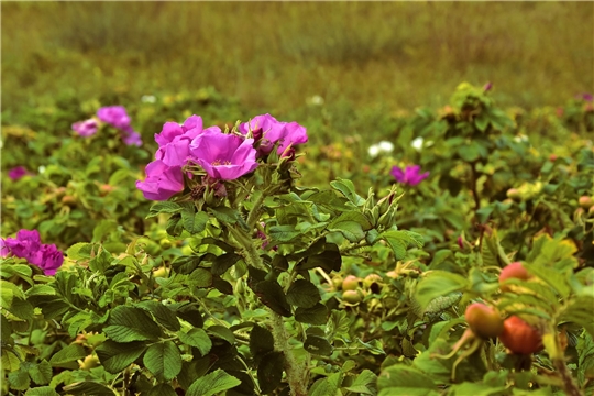 В этнокомплексе «Амазония» высадят 300 кустов роз