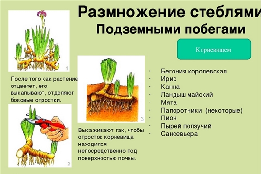 урок биологии в формате мастер-класса из цикла творческих занятий «Чудеса в твоих руках»