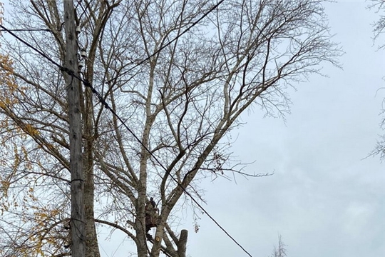 В Шумерле спиливают старые аварийные деревья