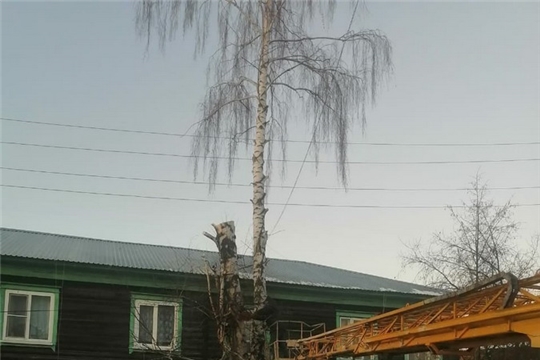 Коммунальщики ликвидируют аварийные деревья во дворах