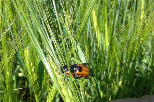 На полях Чувашии обнаружен хлебный жук-кузька