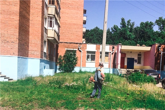 Для чего нужен покос травы в городской среде