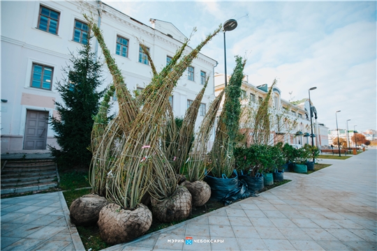 Высадка деревьев началась на Красной площади Чебоксар