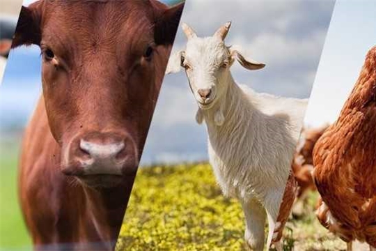 Итоги работы отрасли животноводства за 1 квартал 2020 года