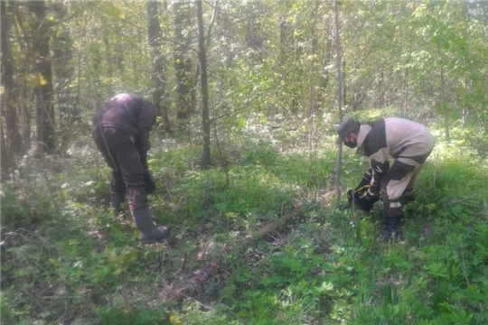 Мариинско-Посадское лесничество провело прочистку квартальных просек