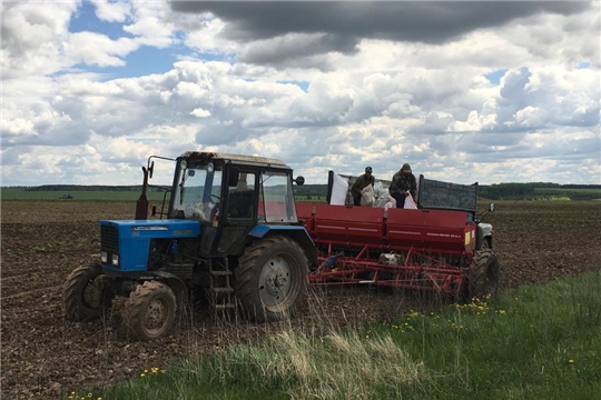 В сельхозорганизациях и крестьянских фермерских хозяйствах Мариинско-Посадского района весенне-полевые работы идут к завершению