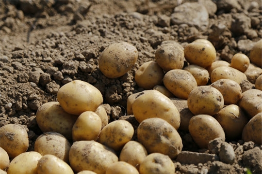 В хозяйствах Мариинско-Посадского района началась посадка картофеля и овощей