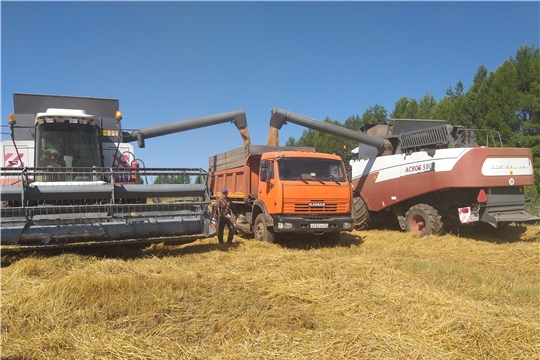 ООО "Смак-Агро" вышли на уборку озимой пшеницы