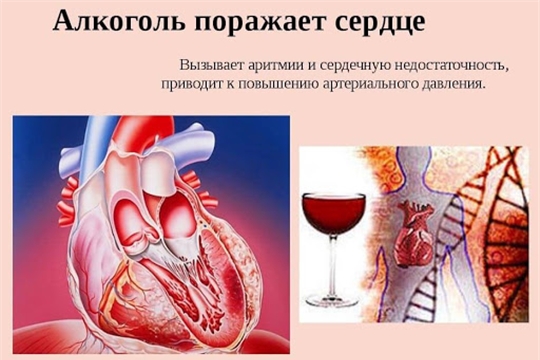 Алкоголь негативно влияет на сердце