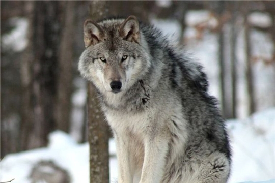 С начала 2020 года в Чувашии добыто 11 волков