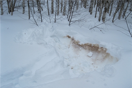 В национальном парке «Чăваш вăрманĕ» проведены зимние маршрутные учеты