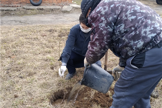 Чувашский республиканский радиологический центр присоединился к Международной акции «Сад памяти»