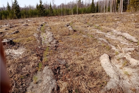 Кирское лесничество завершило работы по искусственному лесовосстановлению