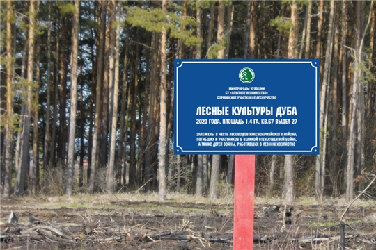 Закладка лесных культур дуба – в память об участниках Великой Отечественной войны
