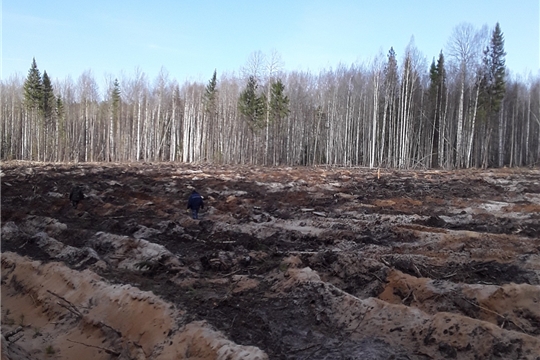 В Шемуршинском лесничестве проводится приемка лесовосстановительных работ