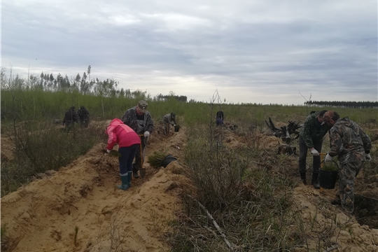 На территории лесного фонда Чебоксарского лесничества появился Сад памяти