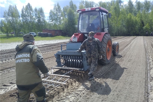 В Ибресинском лесничестве посеяли более 10 кг семян лесных культур