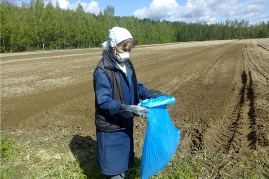 В Ибресинском лесничестве посеяли более 10 кг семян лесных культур