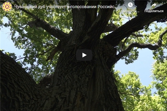 Чувашский дуб участвует в голосовании Российское дерево - 2020