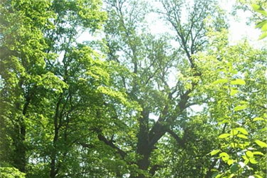 Программе «Деревья – памятники живой Природы» исполняется 10 лет