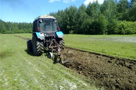 Летние работы в Ибресинском лесничестве