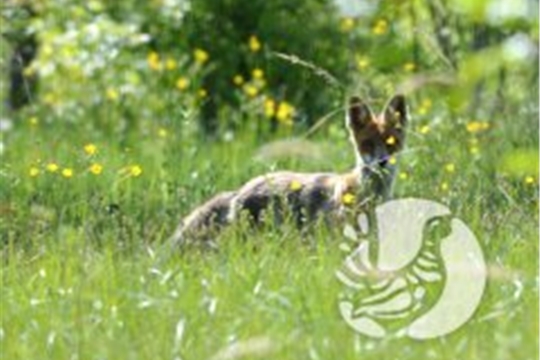 Лисица - это раз, барсук - это два... В заповеднике "Присурский" изучают численность норных животных