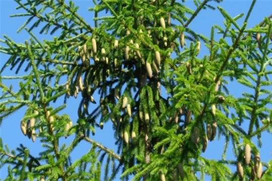 Лесоводы Мариинско – Посадского лесничества подготовили прогноз урожайности семян хвойных растений