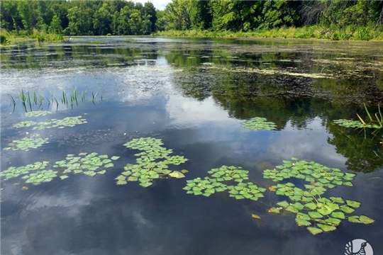 Телореза меньше, а воды и чилима больше в озерах охранной зоны заповедника «Присурский»