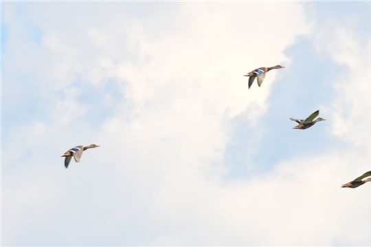 В заповеднике «Присурский» проведен учет водоплавающих птиц