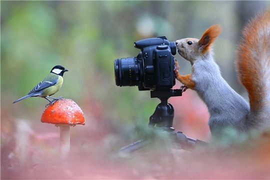 Фотокросс «В объективе – грибы»