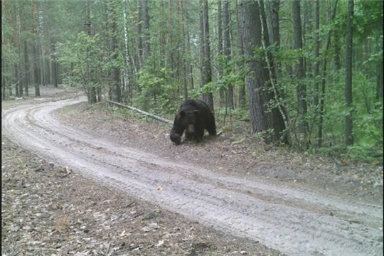 В Чувашии проходит учет численности бурого медведя