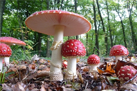 Подведены итоги фотокросса «В объективе – грибы»