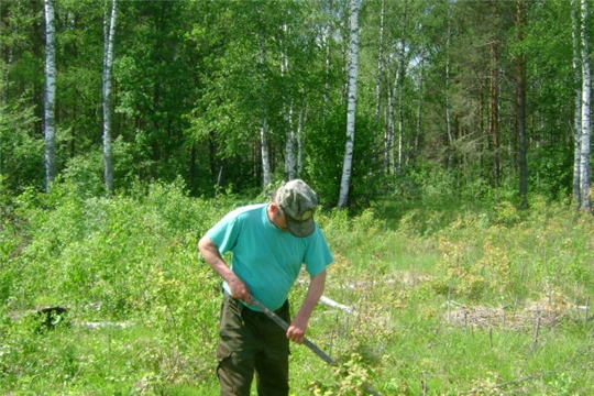 Шумерлинское лесничество завершило работы по агротехническому уходу за лесными культурами