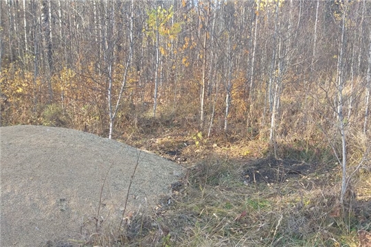 На территории общедоступных охотничьих угодий Батыревского района проведена подкормка кабанов