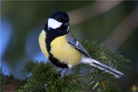 Национальный парк «Чаваш вармане» приглашает принять участие в природоохранной акции «Покормите птиц зимой»