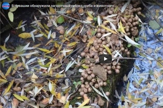 В Чувашии обнаружили загадочный гибрид гриба и животного