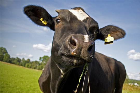 Опубликовано решение ЕЭК, исключающее запрет на использование сырья лейкозных коров.