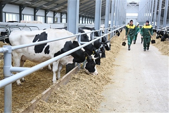 В Чувашии средний надой молока от 1 коровы в 2019 году составил 6121 кг