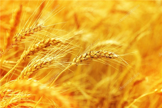 Зерно является одной из наиболее важных составляющих продовольственной безопасности