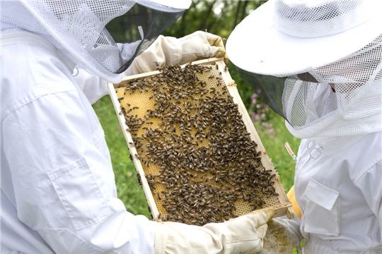 Работа по профилактике отравлений медоносных пчел пестицидами будет продолжена